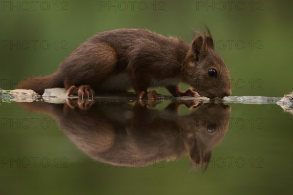 A close-up of a squirrel delicately drinking water from a tranquil lake, capturing nature's serene beauty and the grace of wildlife in a peaceful forest setting