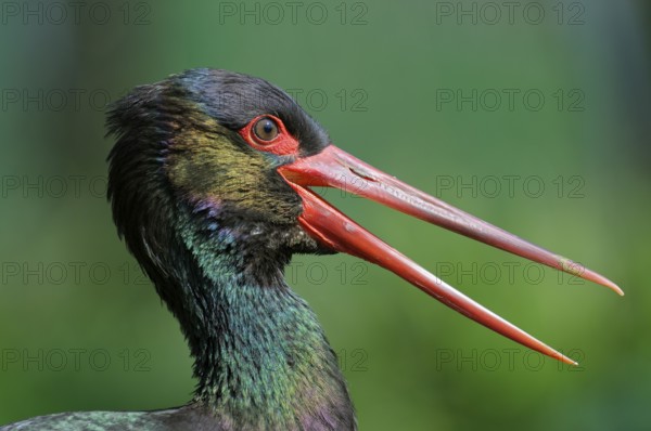 Schwarzstorch (Ciconia nigra), Black Storck, Altvogel mit offenem Schnabel, Portrait, April, Zoo, Nordrhein-Westfalen, Deutschland