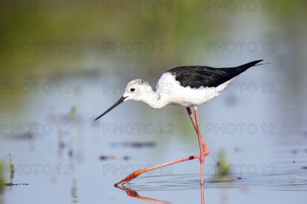 Stilt walkers looking for food, (Himantopus himantopus), Hungary