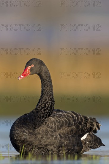 Black swan (Cygnus atratus), swims, waters, biotope, habitat, foraging, swan family, Der Spieß nature reserve, Rheindürkheim, Rhineland-Palatinate, Germany
