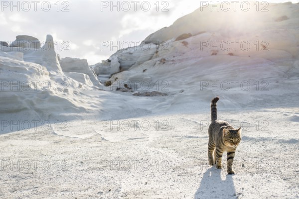 A tabby cat strolls across the moon like terrain of Sarakiniko on the island of Milos, Greece, basking in the soft sunlight with the white eroded volcanic rocks forming a stark backdrop