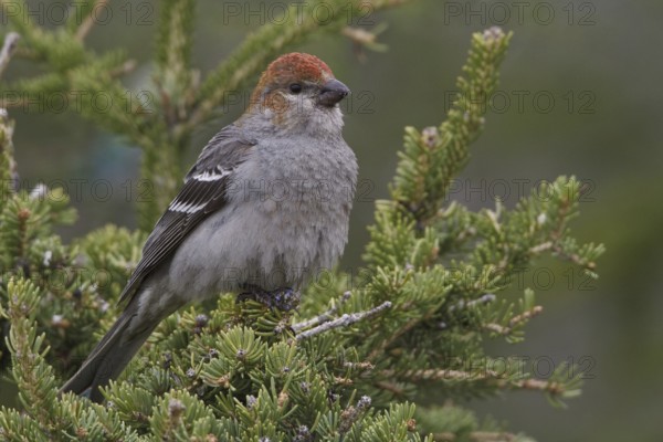 Pine Grosbeak (Pinicola enucleator) male, Manitoba, Canada