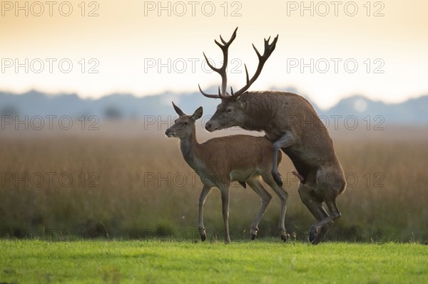 Red deer (Cervus elaphus) mating, Hoenderloo, Gelderland, Netherlands
