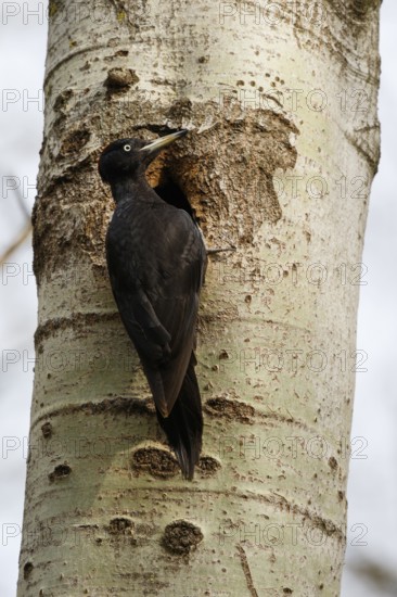Black Woodpecker (Dryocopus martius) female at nesting hole, Poland