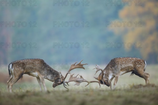 Damhirsche, Dama dama Fallow Deers, Dama dama
