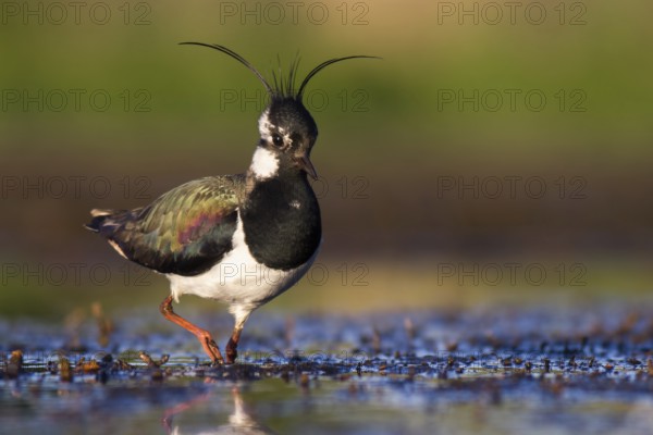 Northern Lapwing (Vanellus vanellus), Poland