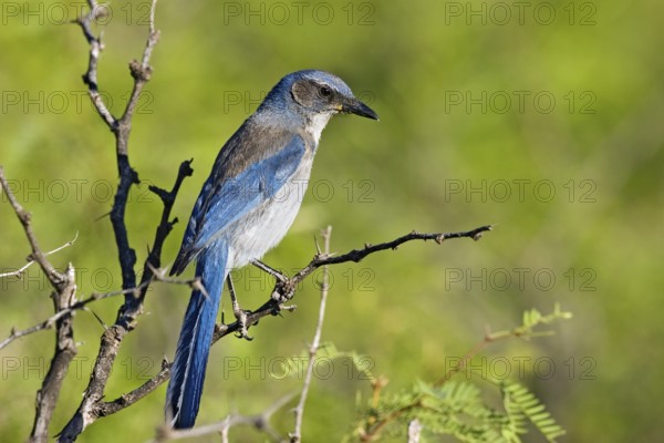 Woodhouse’s Scrub-Jay Aphelocoma woodhouseii Portal, Cochise County, Arizona, United States 25 May Adult Corvidae Formerly Western Scrub-Jay (Aphelocoma californica nevadae)
