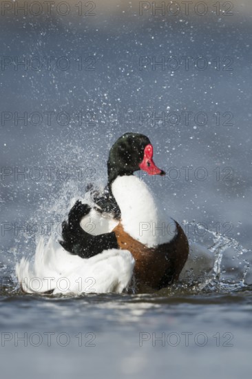 Common Shelduck (Tadorna tadorna) male bathing, Schleswig-Holstein, Germany