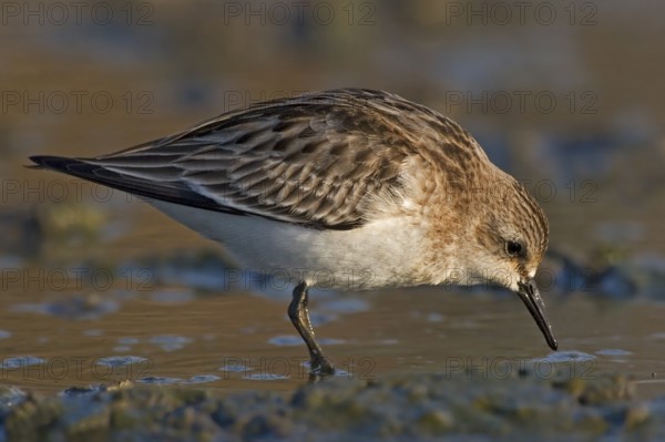Long-toed Stint (Calidris subminuta) foraging, Western Australia, Australia