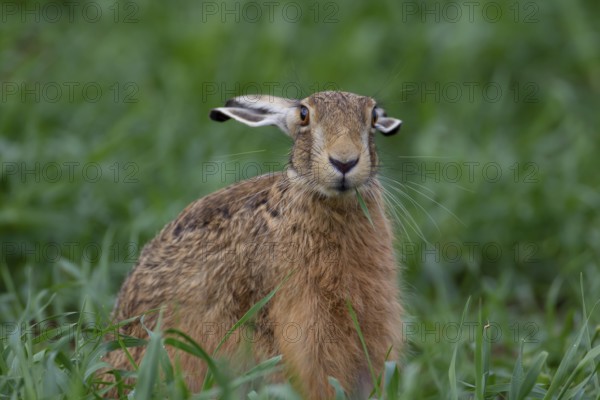 European brown hare (Lepus europaeus) adult animal feeding in a farmland cereal field in summer, Suffolk, England, United Kingdom
