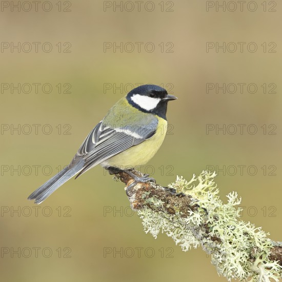 Great Tit (Parus major), sitting on a branch overgrown with moss and lichen, Wildlife, Animals, Birds, Tits, Wilnsdorf, North Rhine-Westphalia, Germany