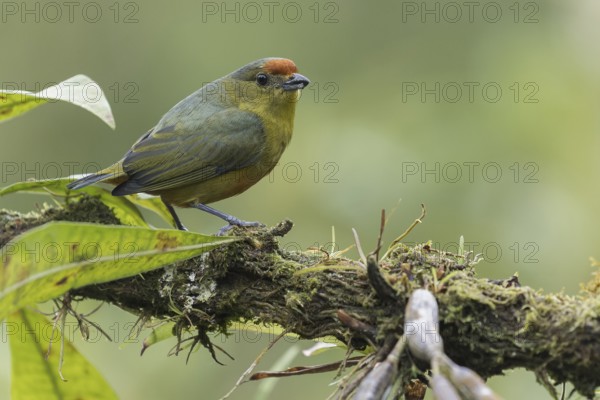 Spot-crowned Euphonia (Euphonia imitans) perched on a branch in Panama
