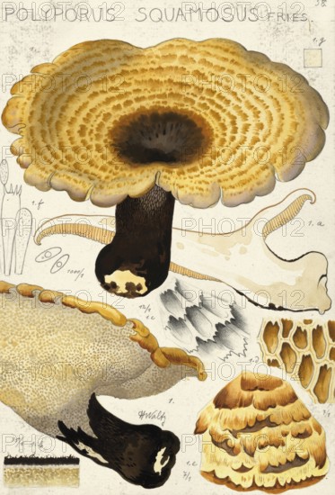 Mushroom, fungi, dryad's saddle, Cerioporus squamosus, syn. Polyporus squamosus, authentic reproduction of an illustration by Hans Walty (1868-1948) from about 1915, historical