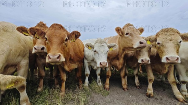 Curious cows (bos taurus) looking at a meadow under a cloudy sky, Franconian Forest nature park Park