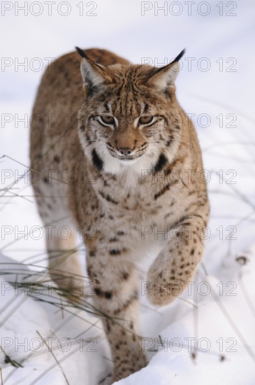 A close-up of a lynx in the snow, the gaze focussed and determined, Carpathian lynx (Lynx lynx carpathicus), Bavarian Forest National Park, Bavaria