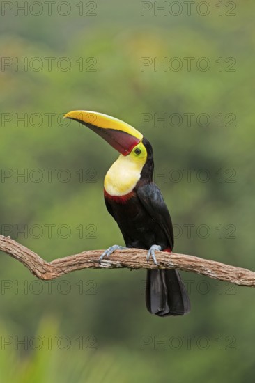 Yellow-throated Toucan (Ramphastos ambiguus swainsonii), Costa Rica