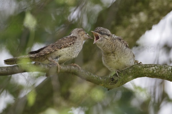 Eurasian Wryneck (Jynx torquilla) juvenile, Saxony, Germany
