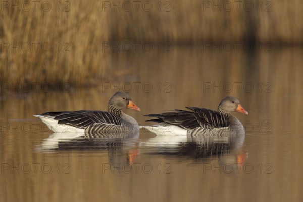 Greylag Goose (Anser anser), Utrecht, Netherlands