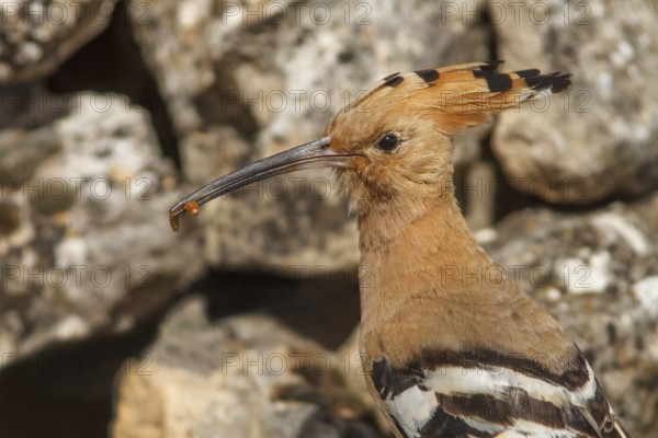 Eurasian Hoopoe (Upupa epops), portrait with food on beak, Castile-La Mancha, Spain