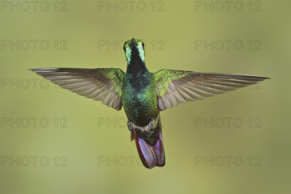 Green-breasted Mango (Anthracothorax prevostii), Costa Rica
