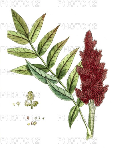 Rhus coriaria, Gerbersumach, digital reproduction of a historical model, between 1790 and 1810