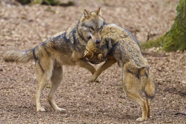 Two wolves standing in an upright position in the forest, interacting and playing with each other, Wolf (Canis Lupus), Germany