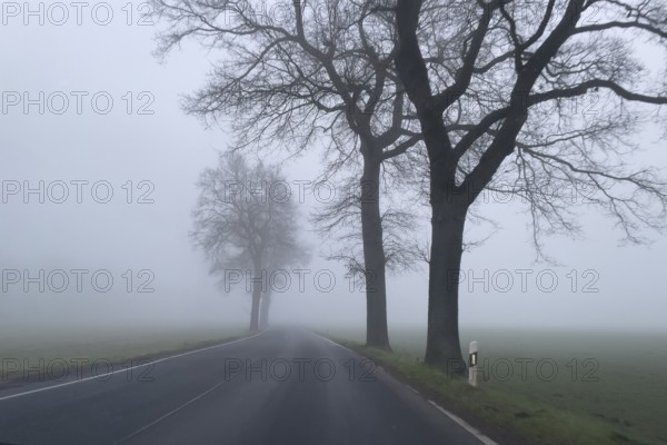 Driver's perspective view of foggy, foggy country road with trees next to the road in thick fog in winter, Germany