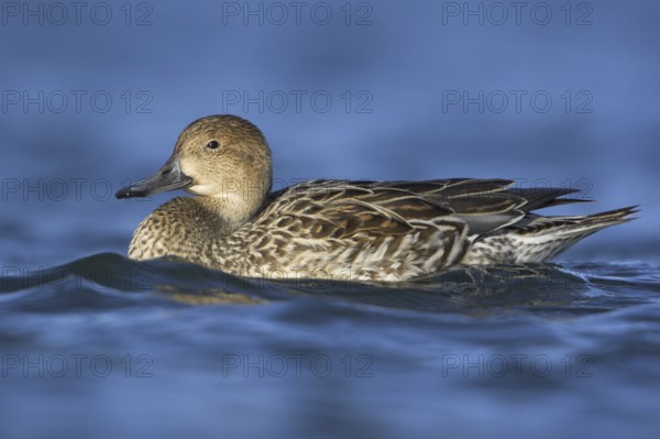 Northern Pintail (Anas acuta) female, British Columbia, Canada