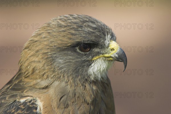 Swainson's Hawk (Buteo swainsoni), Alberta, Canada