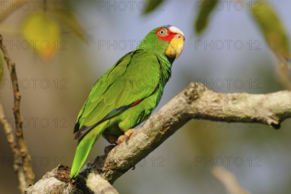 White-fronted Amazon (Amazona albifrons), Guatemala