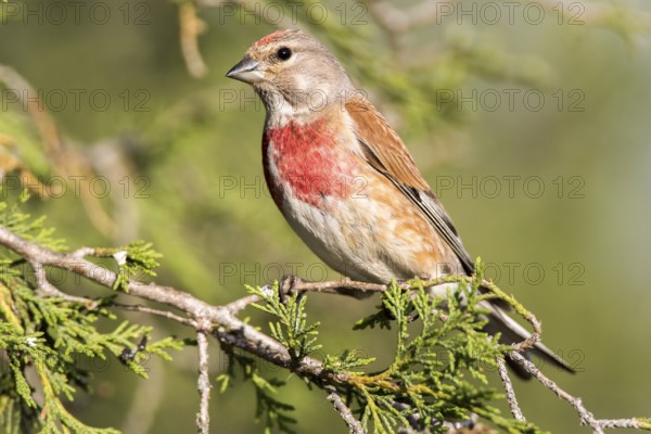 Common Linnet (Linaria cannabina) male, Castile and Leon, Spain