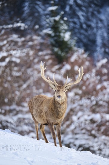 Red deer (Cervus elaphus) stag on a snowy meadow in the mountains in tirol, Kitzbühel, Wildpark Aurach, Austria