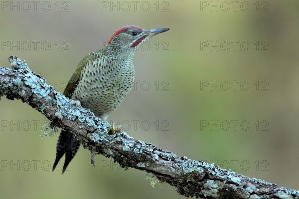 European Green Woodpecker (Picus viridis) juvenile male, Andalusia, Spain