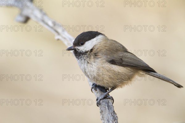 Songar Tit - Songarmeise - Poecile montanus ssp. songarus, Kazakhstan