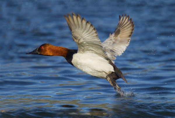 Canvasback Aythya valisineria Tucson, Pima County, Arizona, United States 13 February Adult Male Anatidae