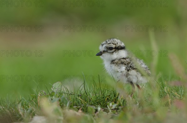 Common Ringed Plover (Charadrius hiaticula) chick, Schleswig-Holstein, Germany