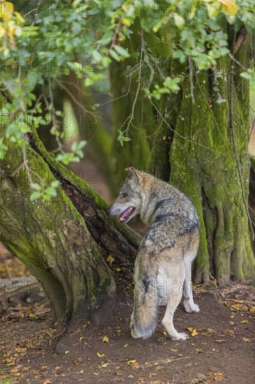 One adult male eurasian gray wolf (Canis lupus lupus) standing in front of an old split tree at a forest edge