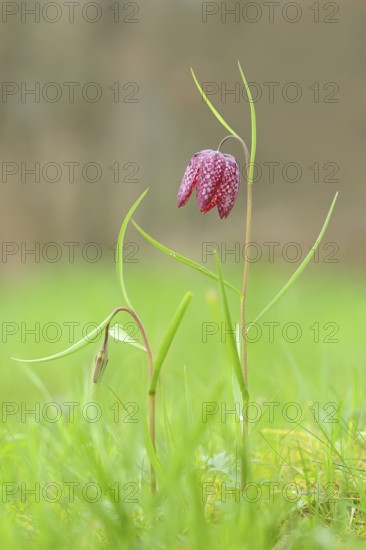 Snake's head fritillary (Fritillaria meleagris), In bloom in a meadow, inflorescence, spring, Siegerland, North Rhine-Westphalia, Germany