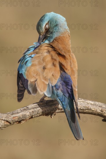 European Roller (Coracias garrulus), perched on a branch preening, Castile-La Mancha