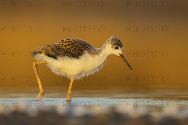 Black-winged Stilt (Himantopus himantopus) juvenile foraging, North Rhine-Westphalia, Germany