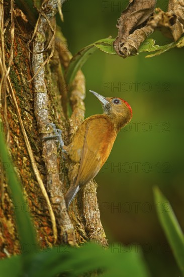 Smoky-brown Woodpeckerl, Leuconotopicus fumigatus sitting on branch with nesting hole, brown and red bird in nature habitat, Costa Rica. Birdwatching, South America