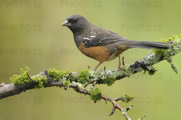 Spotted Towhee (Pipilo maculatus), British Columbia, Canada