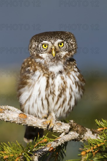 Eurasian Pygmy Owl (Glaucidium passerinum), Vorarlberg, Austria