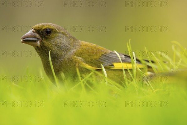 A European Greenfinch, Chloris chloris, delicately navigates through vibrant green grass, showcasing its detailed plumage and bright yellow accents