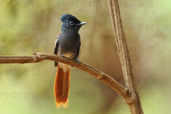 African Paradise Flycatcher (Terpsiphone viridis) female, Voi, Kenya