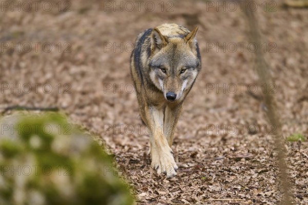 An attentive wolf approaches on a forest path, Wolf (Canis Lupus), Germany