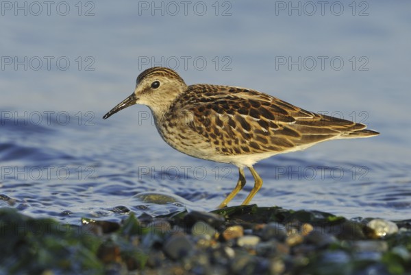 Least Sandpiper (Calidris minutilla), British Columbia, Canada