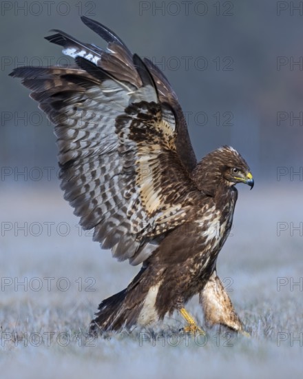 Common Buzzard (Buteo buteo), Saxony-Anhalt, Germany