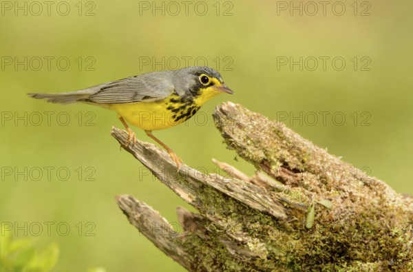 Canada Warbler (Cardellina canadensis) male, Texas, USA