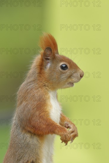 Eurasian red squirrel (Sciurus vulgaris), animal portrait, lateral view, Wilden, North Rhine-Westphalia, Germany